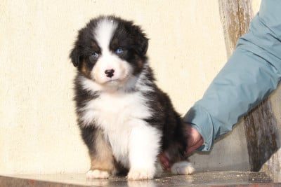 Les chiots de Berger Australien