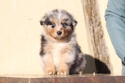 Les chiots de Berger Australien