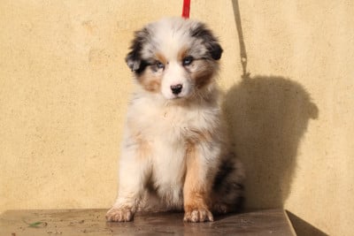 Les chiots de Berger Australien
