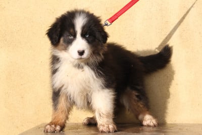 Les chiots de Berger Australien