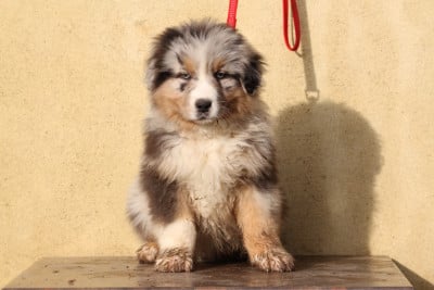 Les chiots de Berger Australien