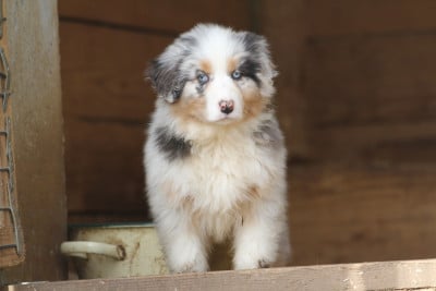 Les chiots de Berger Australien