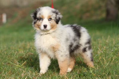 Les chiots de Berger Australien