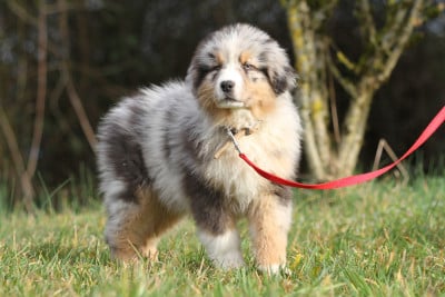 Les chiots de Berger Australien