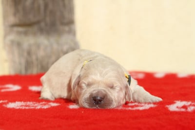 Les chiots de Golden Retriever