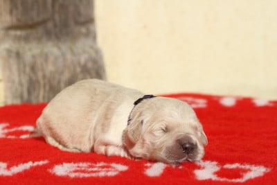 Les chiots de Golden Retriever