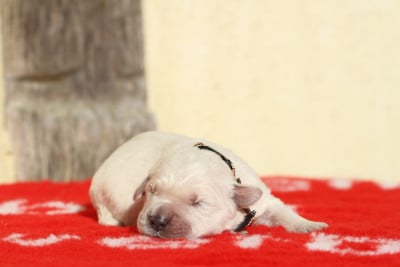 Les chiots de Golden Retriever