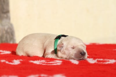 Les chiots de Golden Retriever