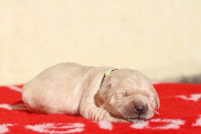 Les chiots de Golden Retriever