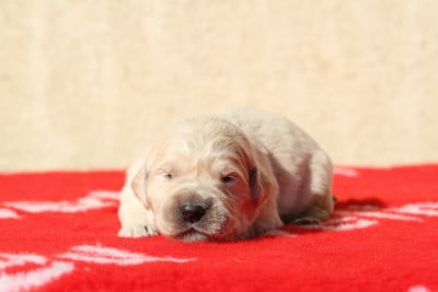 Les chiots de Golden Retriever