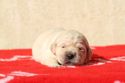 Les chiots de Golden Retriever