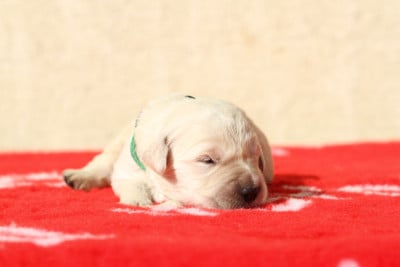 Les chiots de Golden Retriever