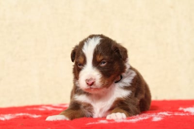 Les chiots de Berger Australien