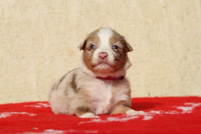 Les chiots de Berger Australien