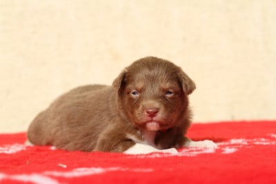Les chiots de Berger Australien