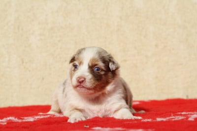 Les chiots de Berger Australien