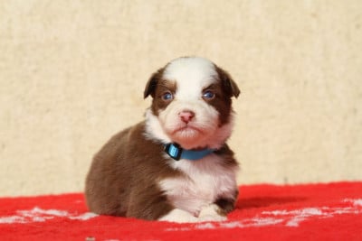 Les chiots de Berger Australien