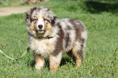 Les chiots de Berger Australien