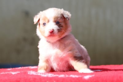 Les chiots de Berger Australien