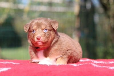 Les chiots de Berger Australien