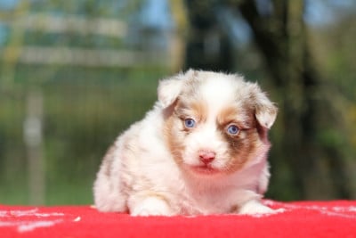Les chiots de Berger Australien