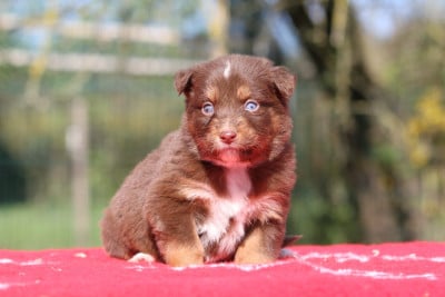 Les chiots de Berger Australien