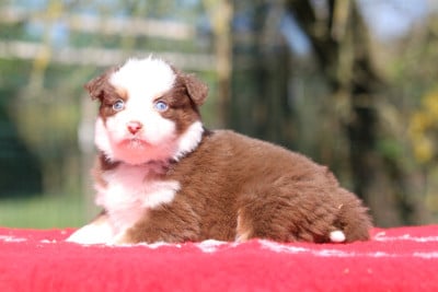 Les chiots de Berger Australien