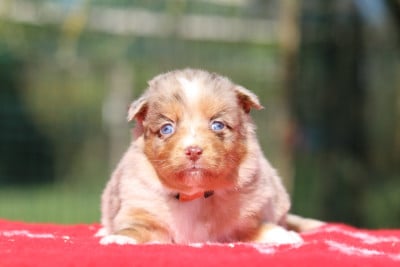 Les chiots de Berger Australien