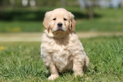 Les chiots de Golden Retriever