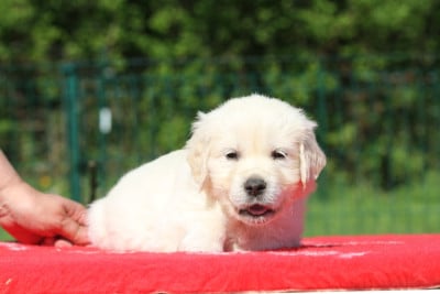 Les chiots de Golden Retriever