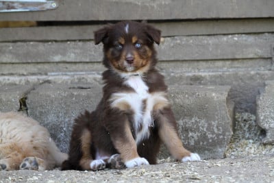 Les chiots de Berger Australien