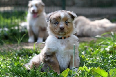 Les chiots de Berger Australien