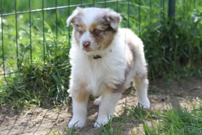 Les chiots de Berger Australien