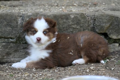 Les chiots de Berger Australien