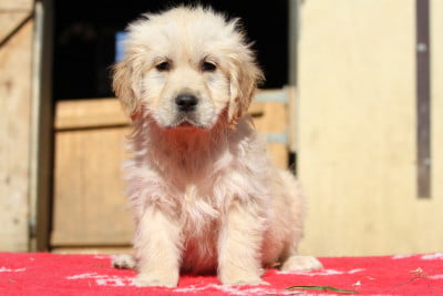Les chiots de Golden Retriever