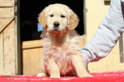 Les chiots de Golden Retriever