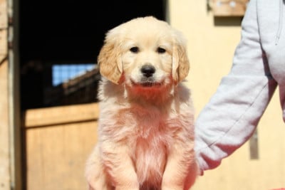 Les chiots de Golden Retriever