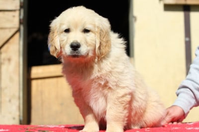 Les chiots de Golden Retriever