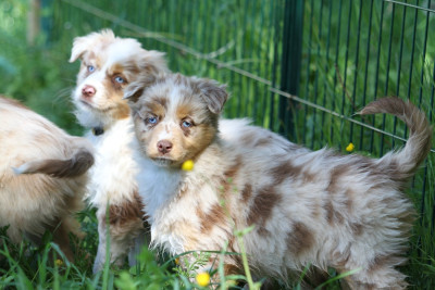 Les chiots de Berger Australien