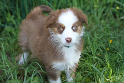 Les chiots de Berger Australien