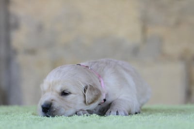 Femelle (collier rose) - Golden Retriever
