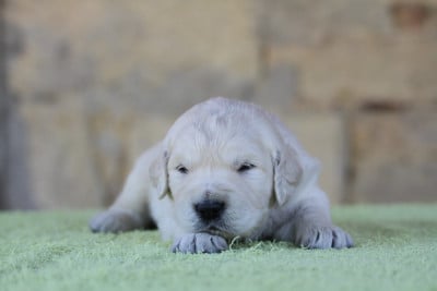 Mâle (collier bleu) - Golden Retriever