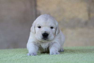 Mâle (collier rouge) - Golden Retriever