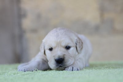 Femelle (collier orange) - Golden Retriever