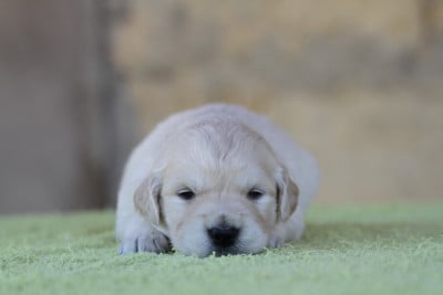 Femelle (collier jaune) - Golden Retriever