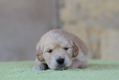 Femelle (collier vert) - Golden Retriever