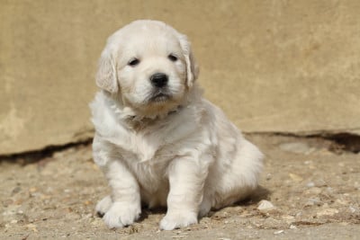 Les chiots de Golden Retriever