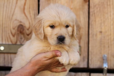 Les chiots de Golden Retriever