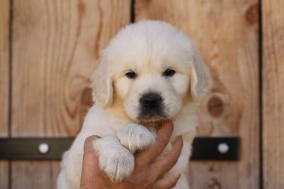 Les chiots de Golden Retriever