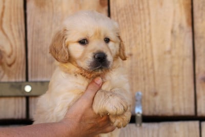 Les chiots de Golden Retriever
